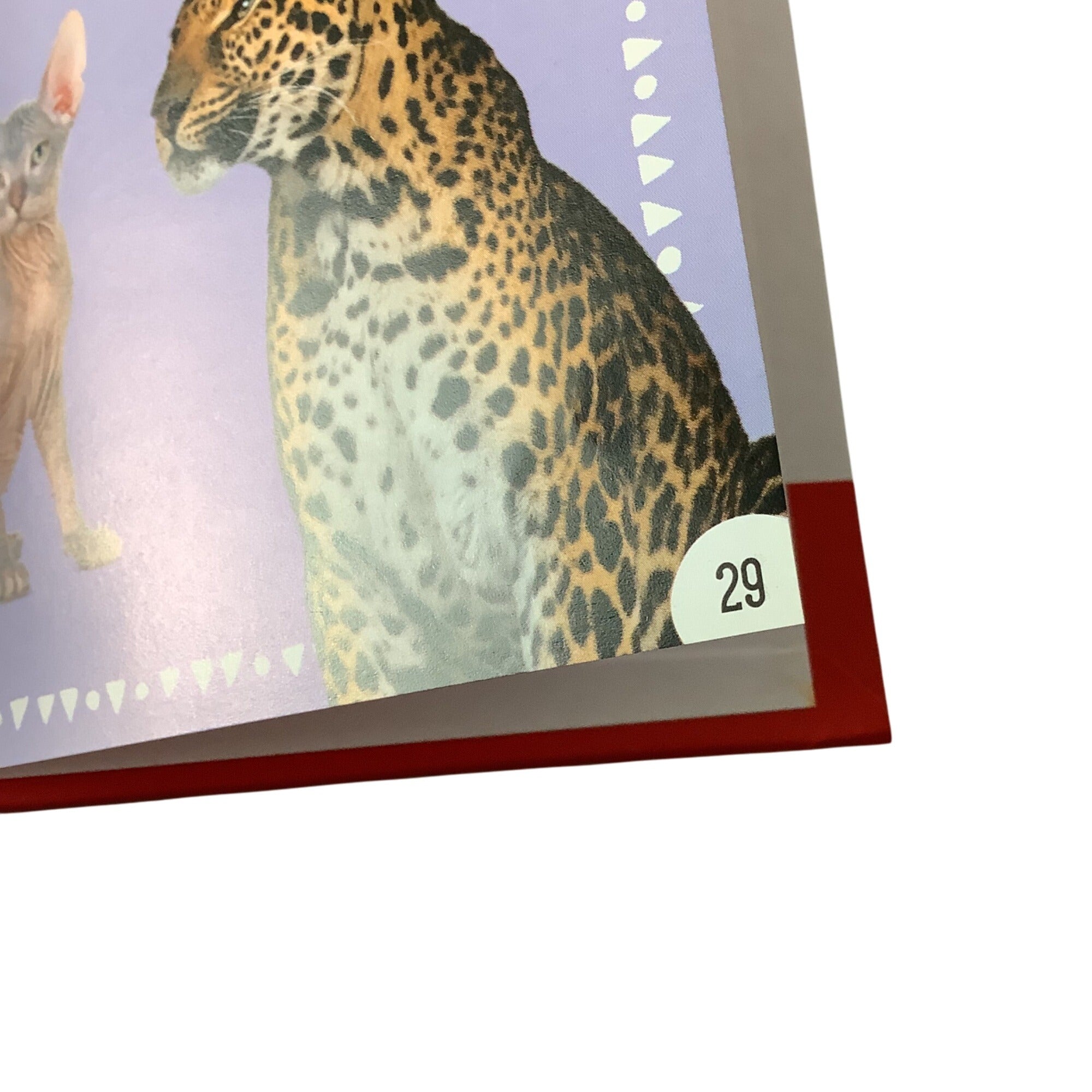 Chameleon Can Hardcover Childrens Book By Rosie Greening Kindergarten Reading Tool