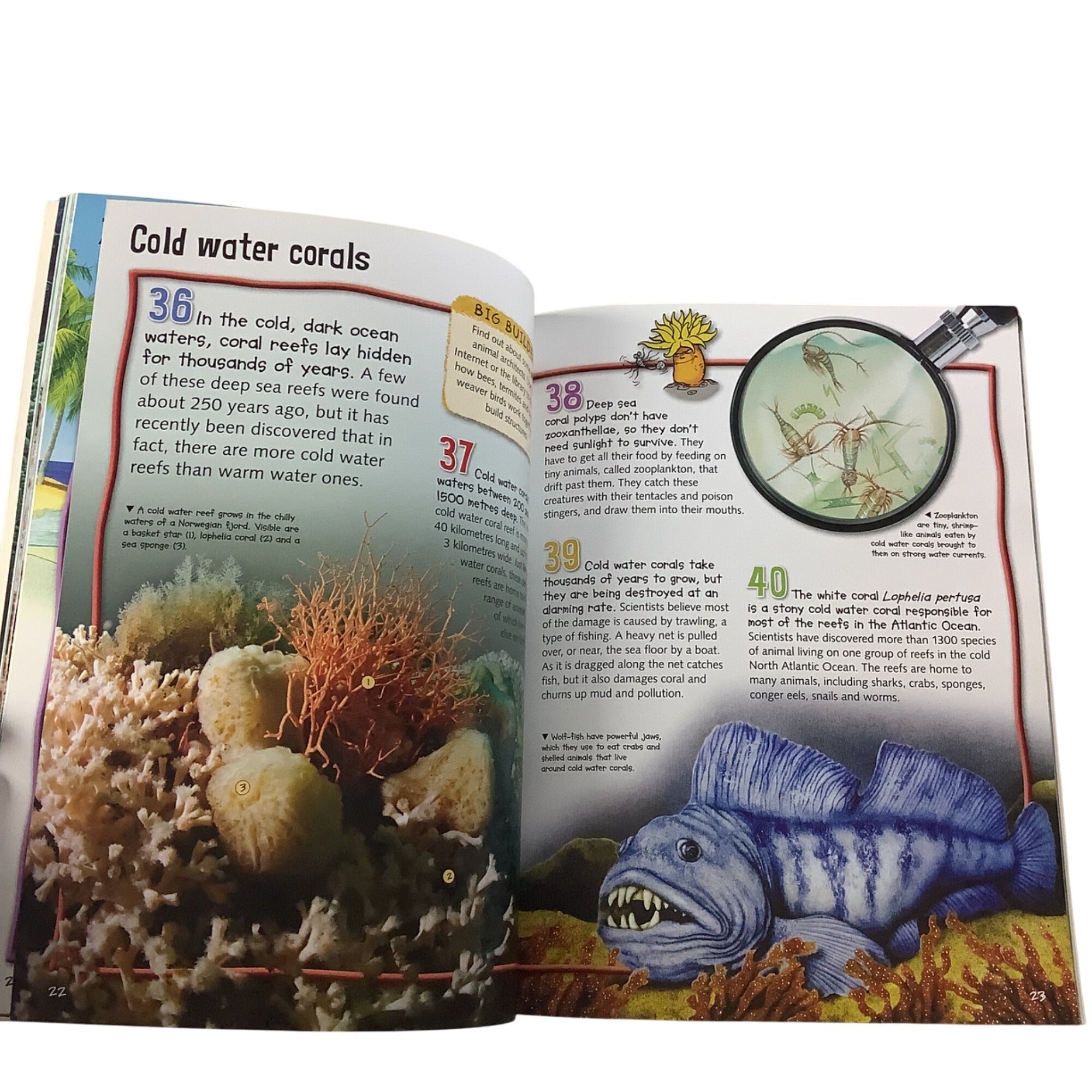 100 Facts Coral Reef Paperback Book Bundle Miles Kelly Children’s Educational Books